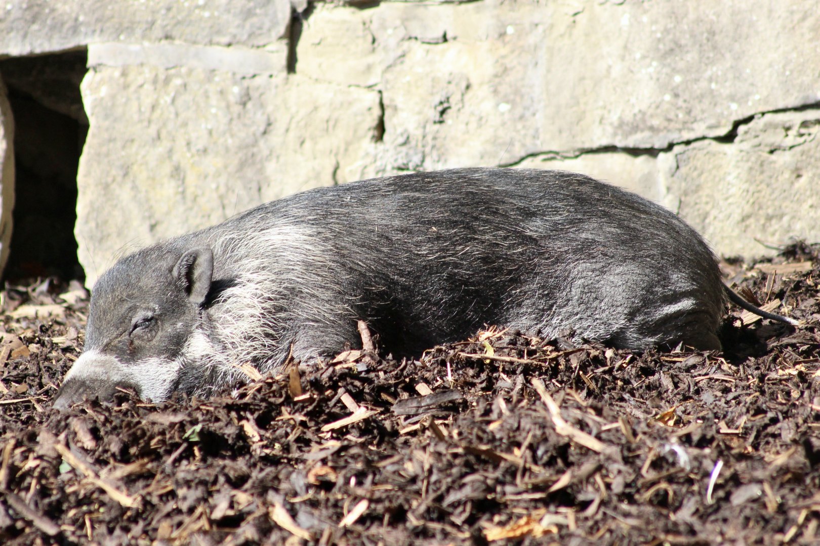 Negros Island warty pig (Sus cebifrons negrinus) - August 2025