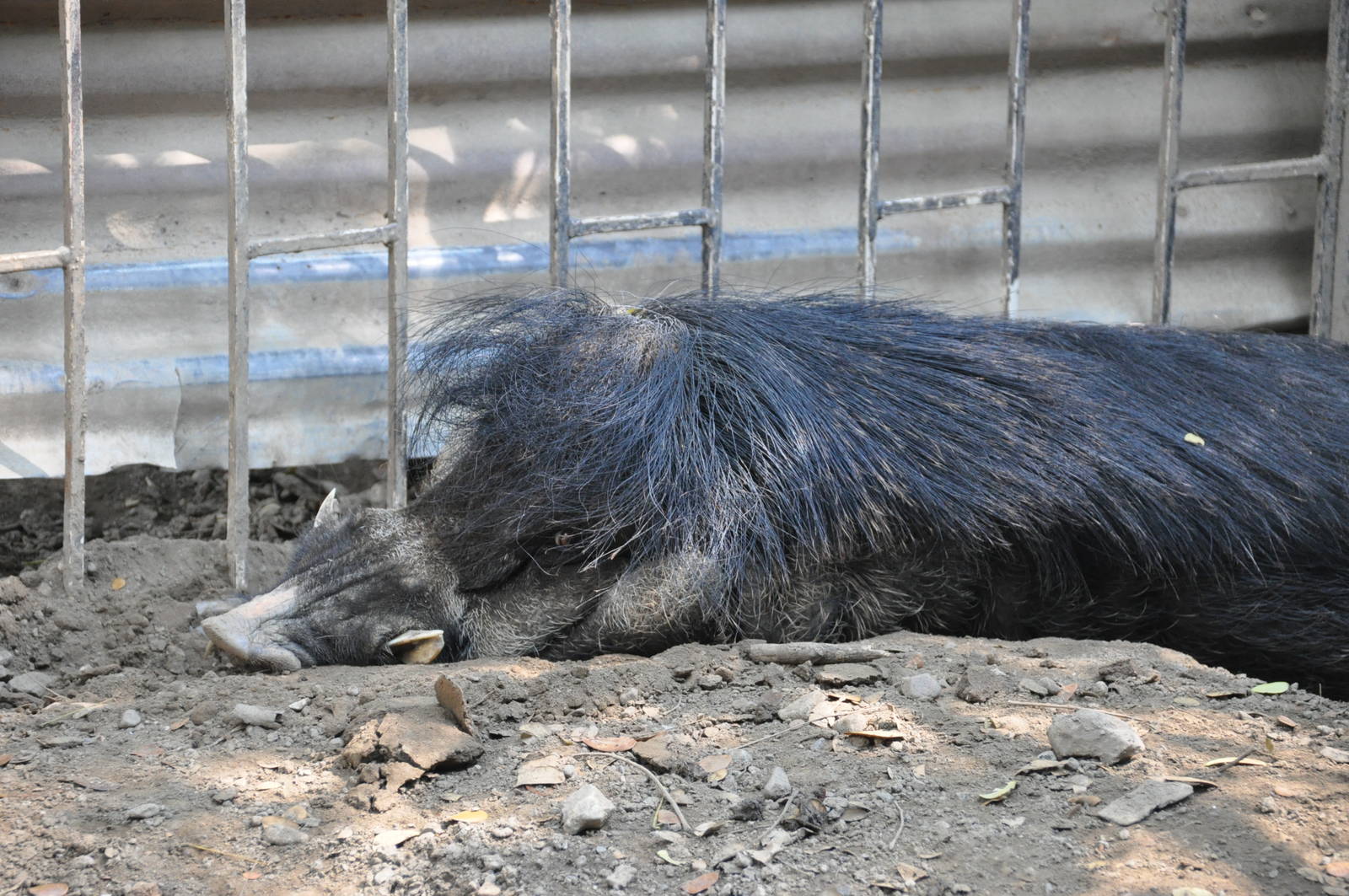 Negros Island warty pig/ Sus cebifrons negrinus