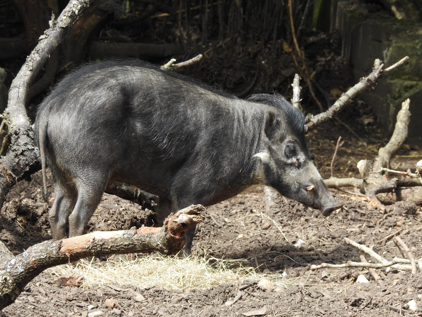 Negros Island Warty Pig (Sus cebifrons negrinus)