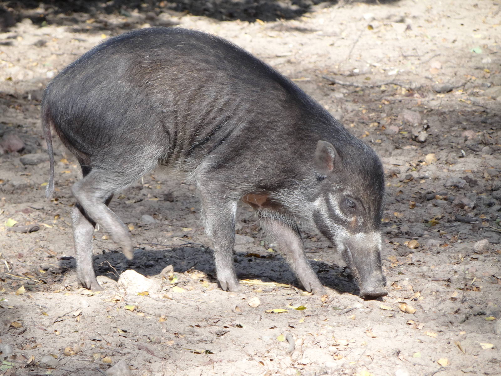 Negros Island Warty Pig