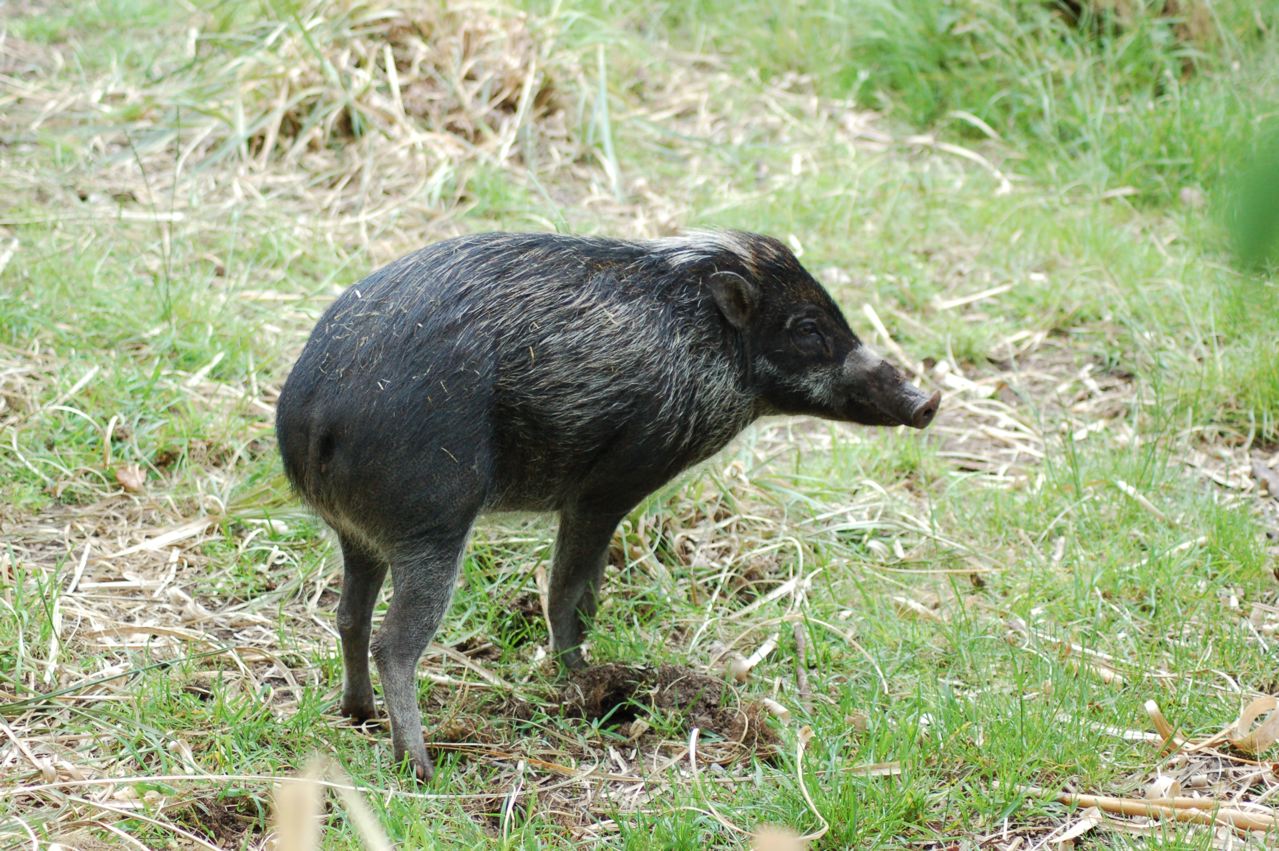 Negros Island Warty pig