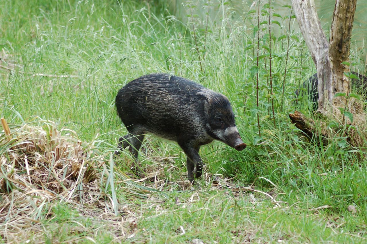 Negros Island Warty pig