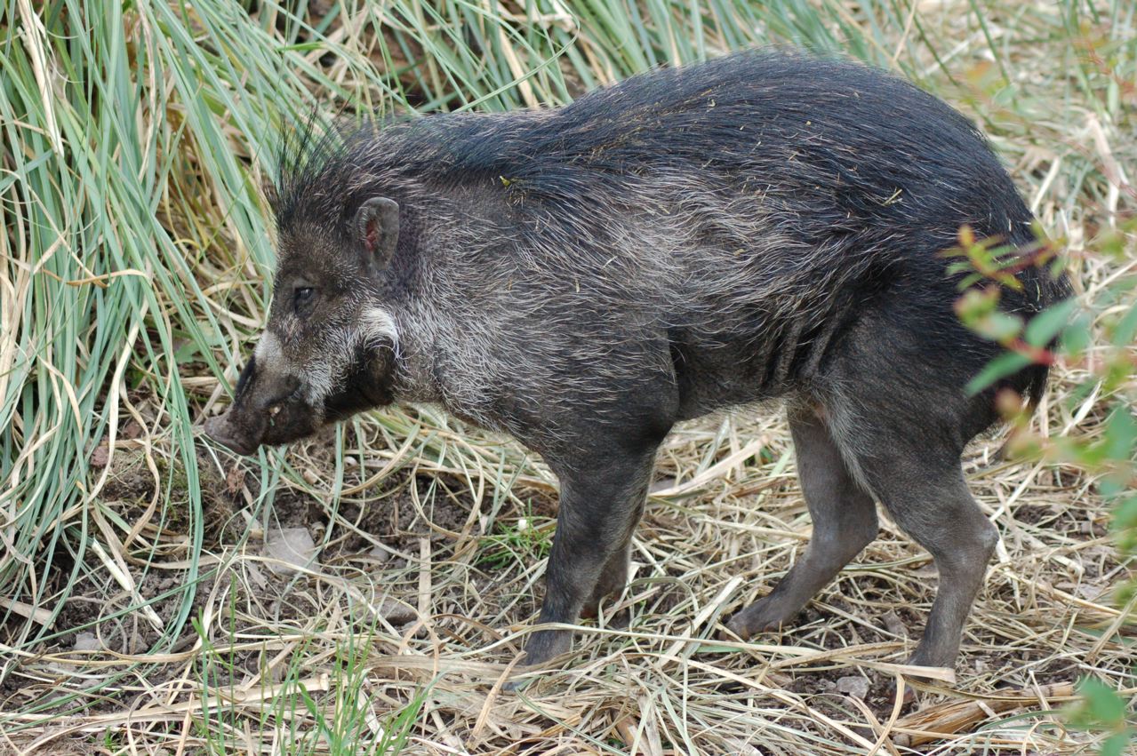 Negros Island Warty pig