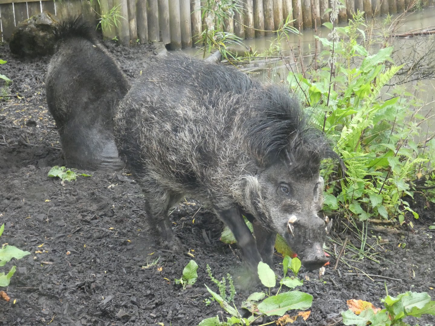 Negros Island warty pig