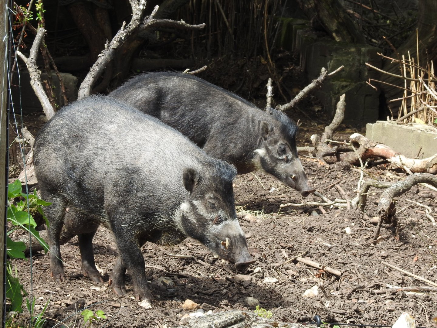 Negros Island Warty Pigs (Sus cebifrons negrinus)