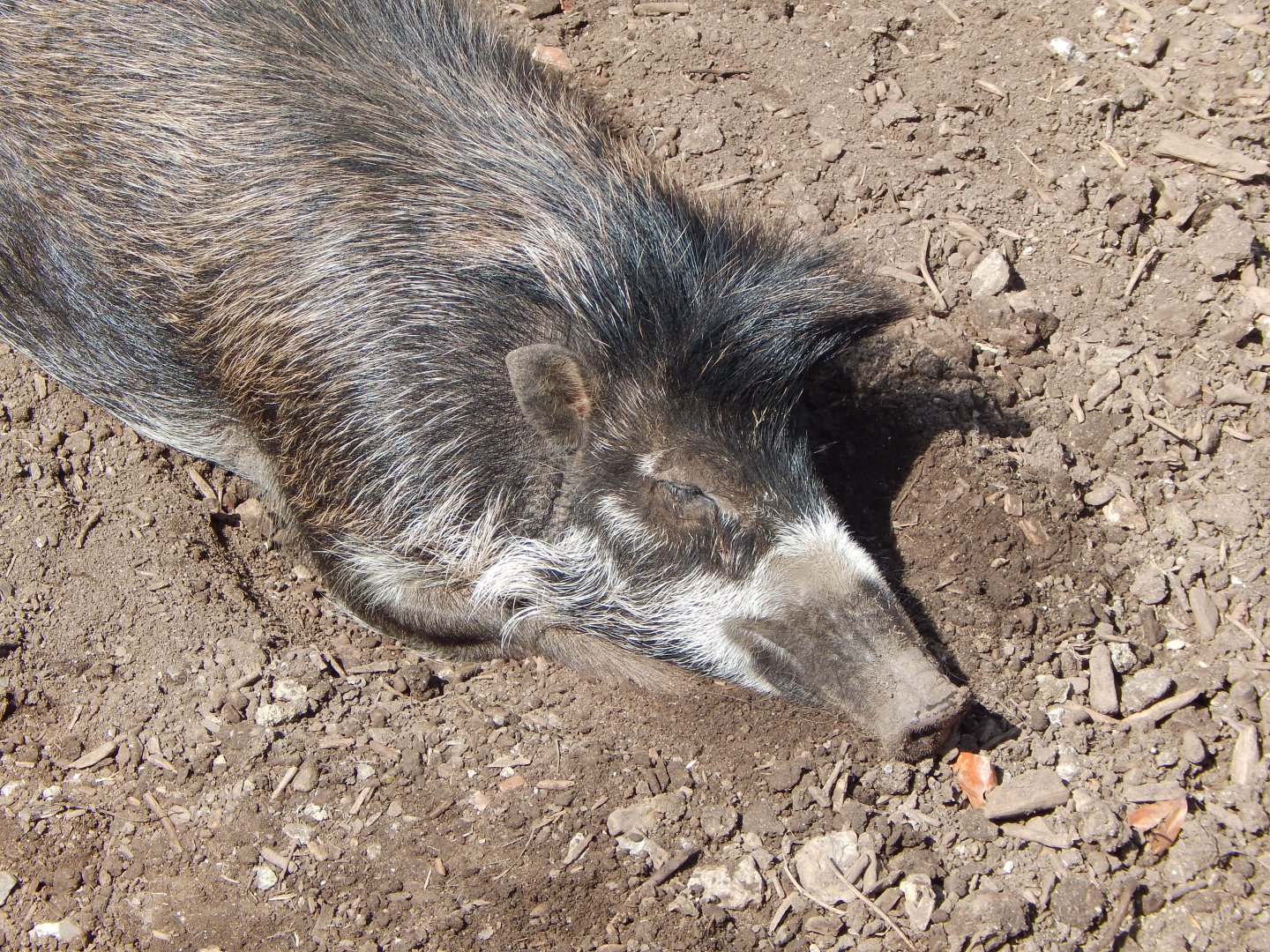 Negros/Visayan warty pig 240424