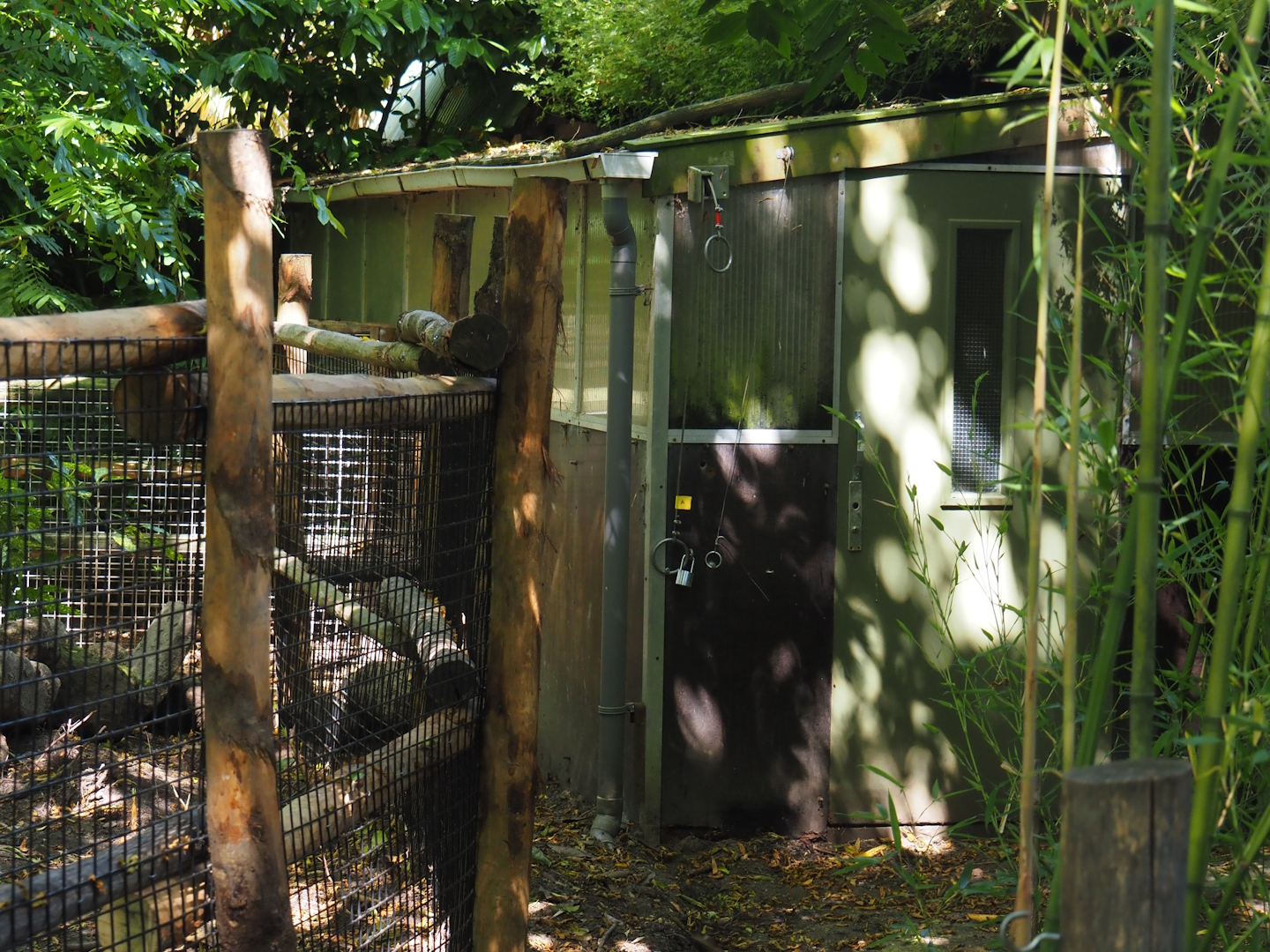 Negros Visayan warty pig barn, 2024-06-30