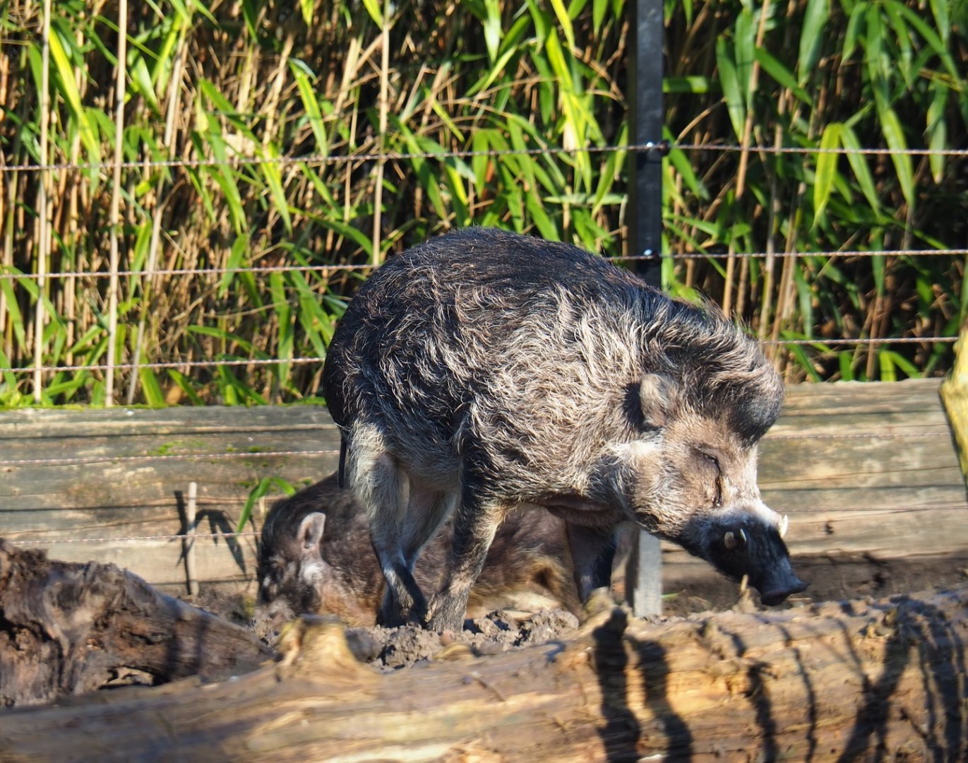Negros Visayan warty pig boar (Sus cebifrons negrinus), Feb 16th, 2019