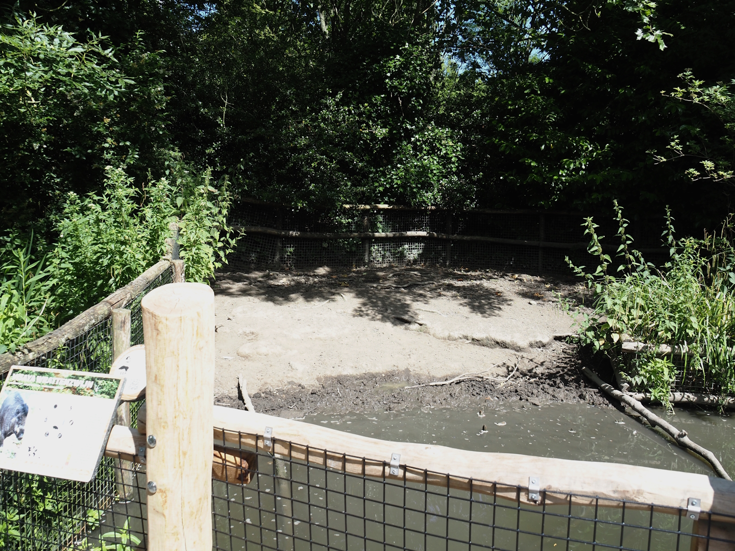 Negros Visayan warty pig exhibit, 2024-06-30