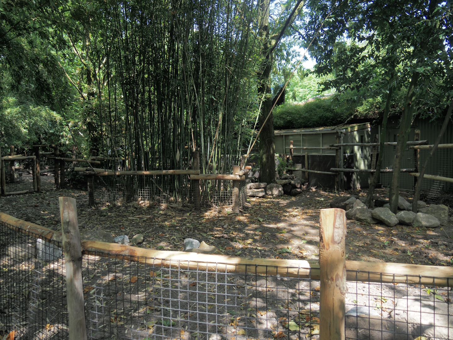Negros Visayan warty pig exhibit, 2024-06-30