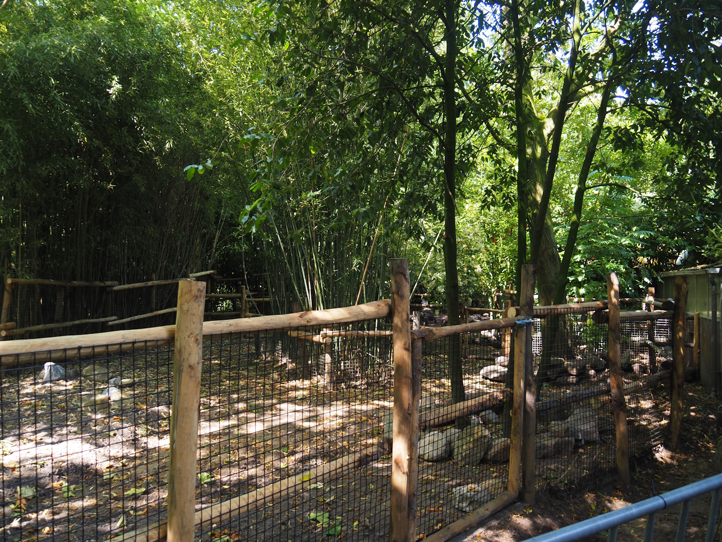 Negros Visayan warty pig exhibit, 2024-06-30