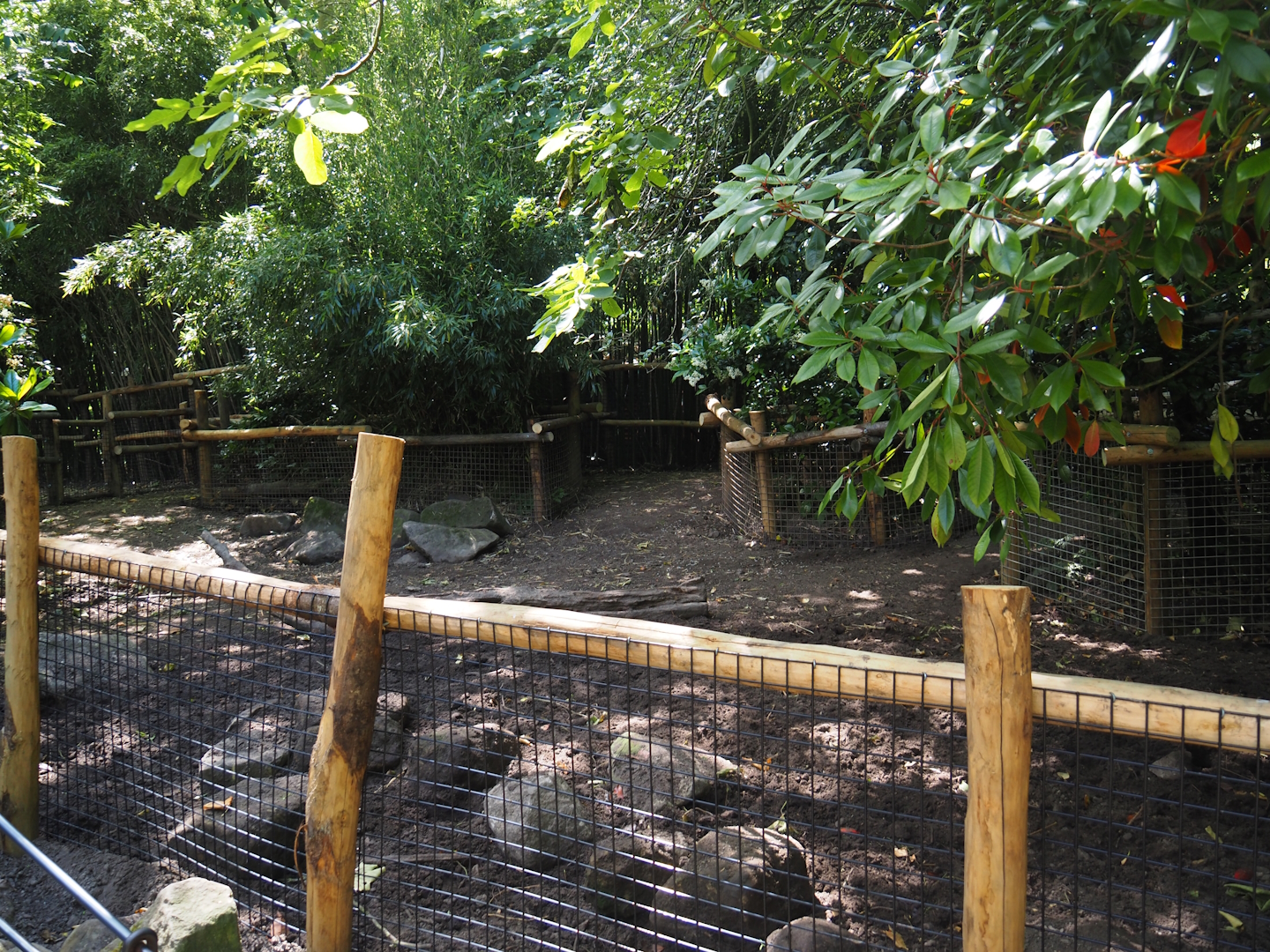 Negros Visayan warty pig exhibit, 2024-06-30