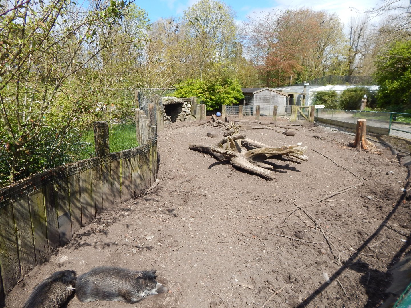 Negros/Visayan warty pig exhibit 240424