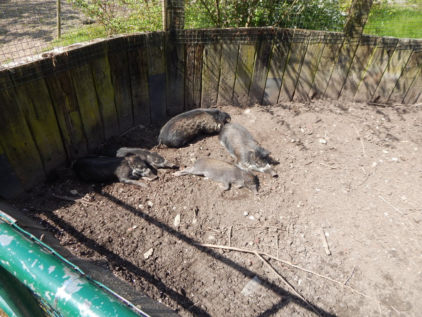 Negros/Visayan warty pig family 240424
