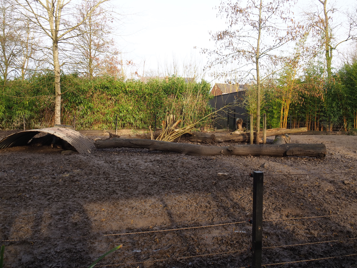 Negros Visayan warty pig paddock, 2020-01-11