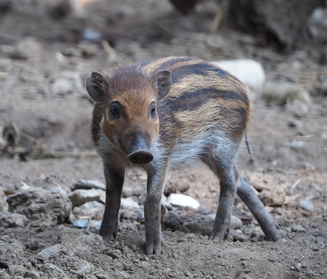 Negros Visayan warty pig piglet Vladimir (Sus cebifrons negrinus), 2020-09-16