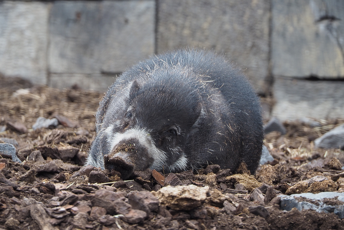 Negros Visayan warty pig (Sus cebifrons negrinus), 2020-09-02