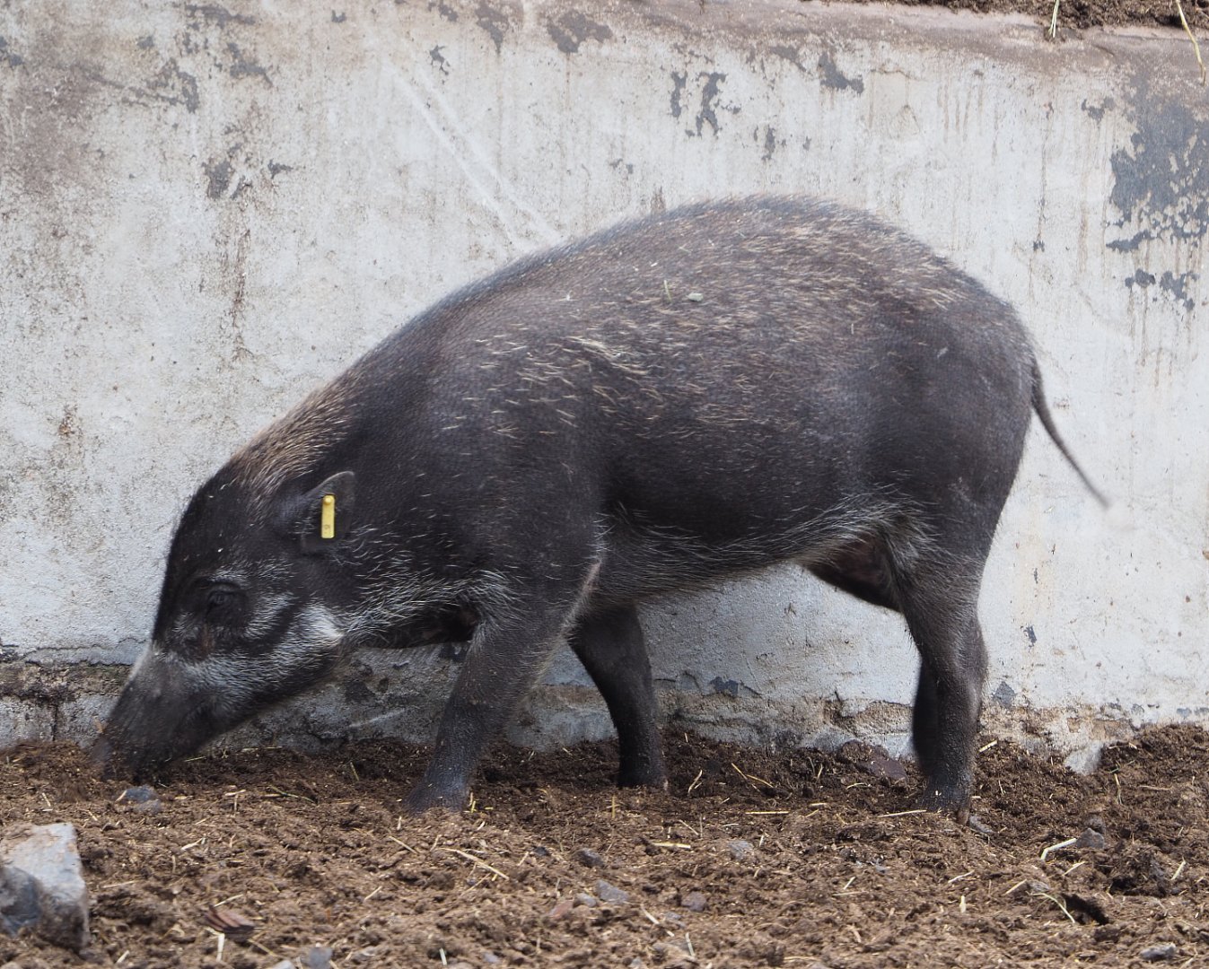 Negros Visayan warty pig (Sus cebifrons negrinus), 2020-09-02