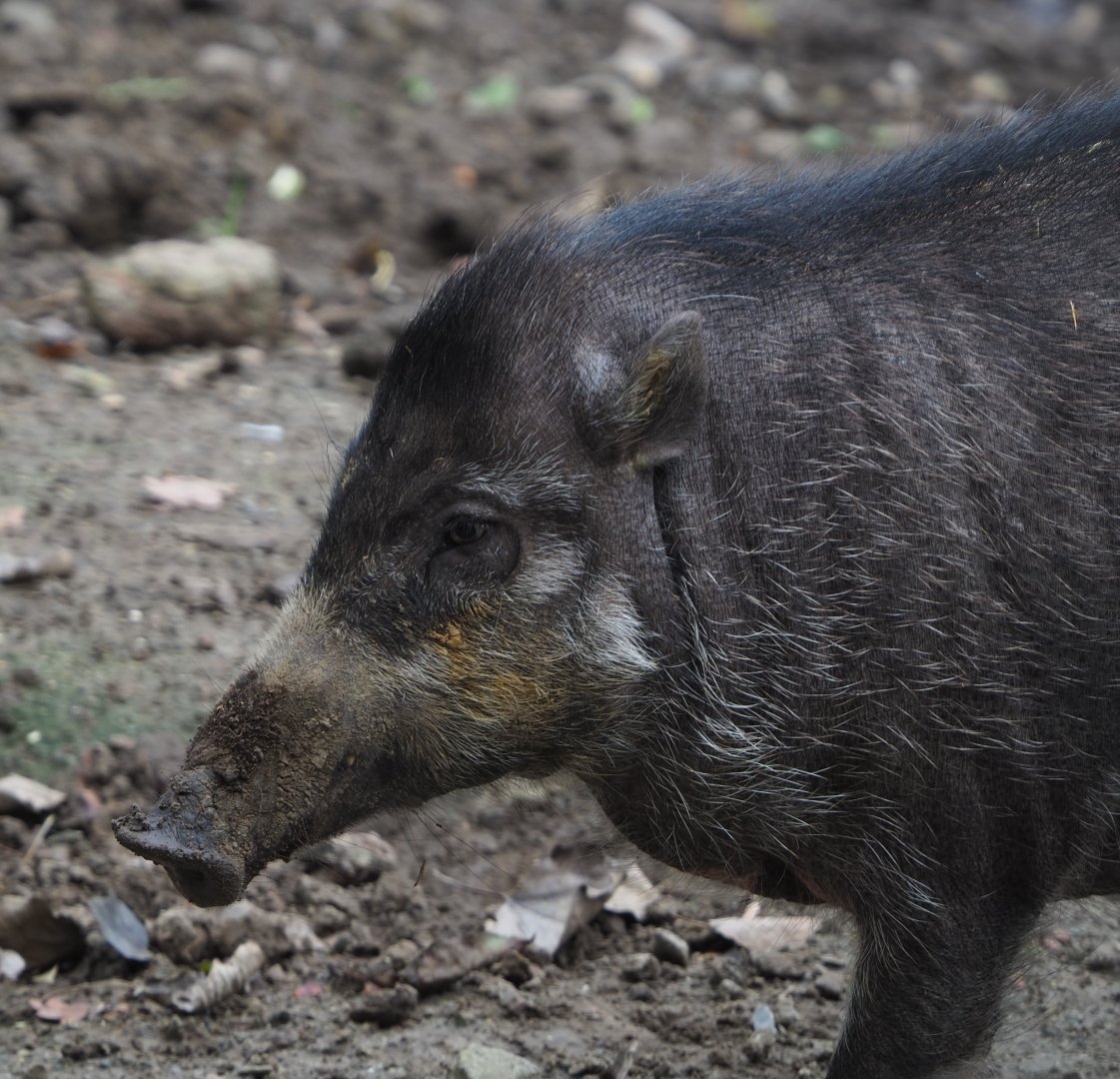 Negros Visayan warty pig (Sus cebifrons negrinus), 2020-10-19