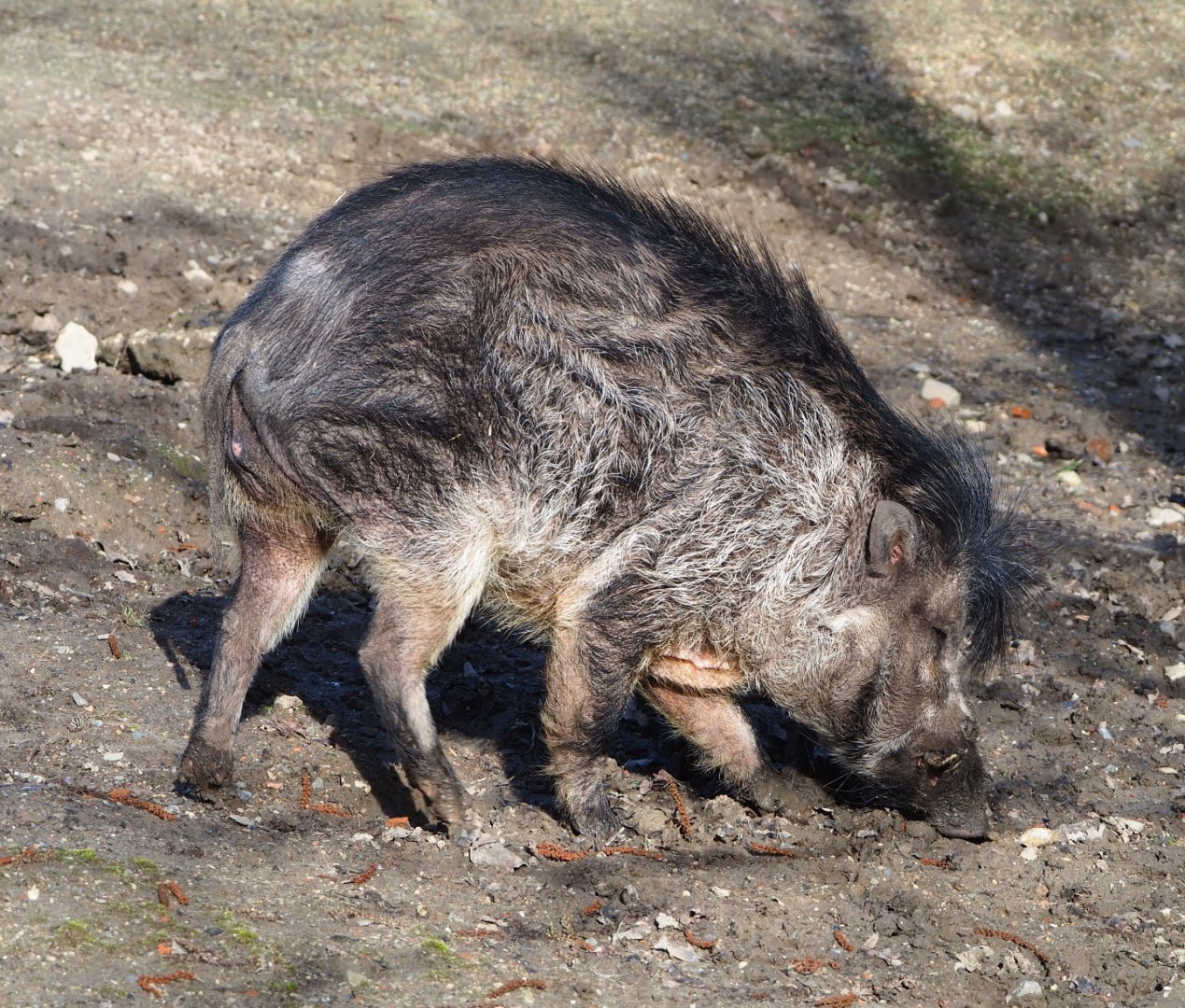 Negros Visayan warty pig (Sus cebifrons negrinus), 2021-02-23