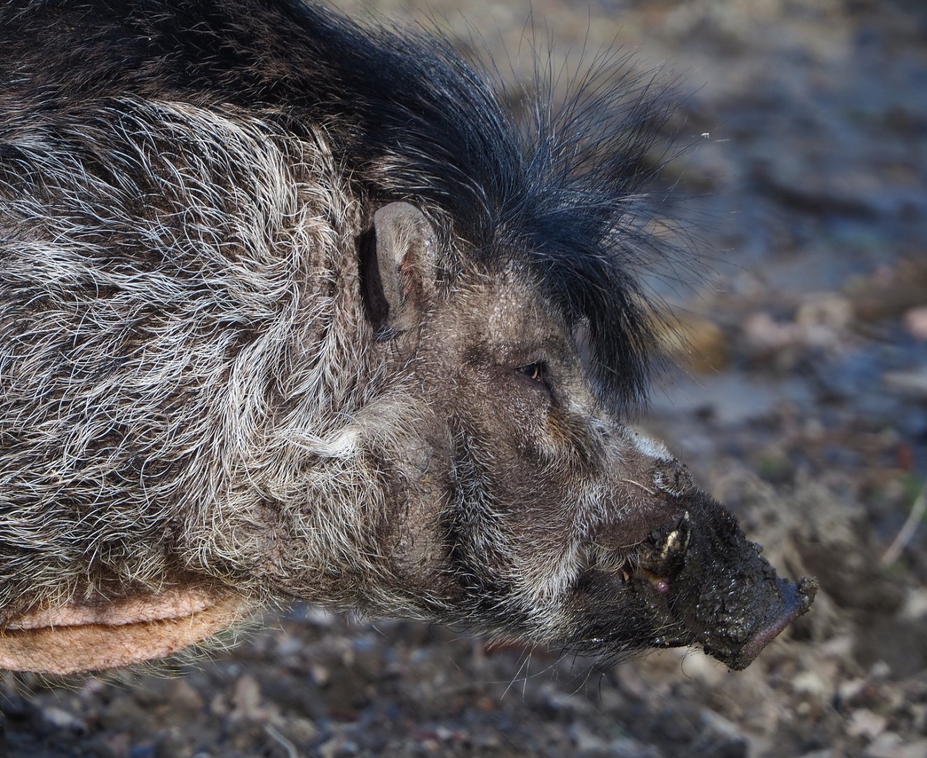 Negros Visayan warty pig (Sus cebifrons negrinus), 2021-02-23