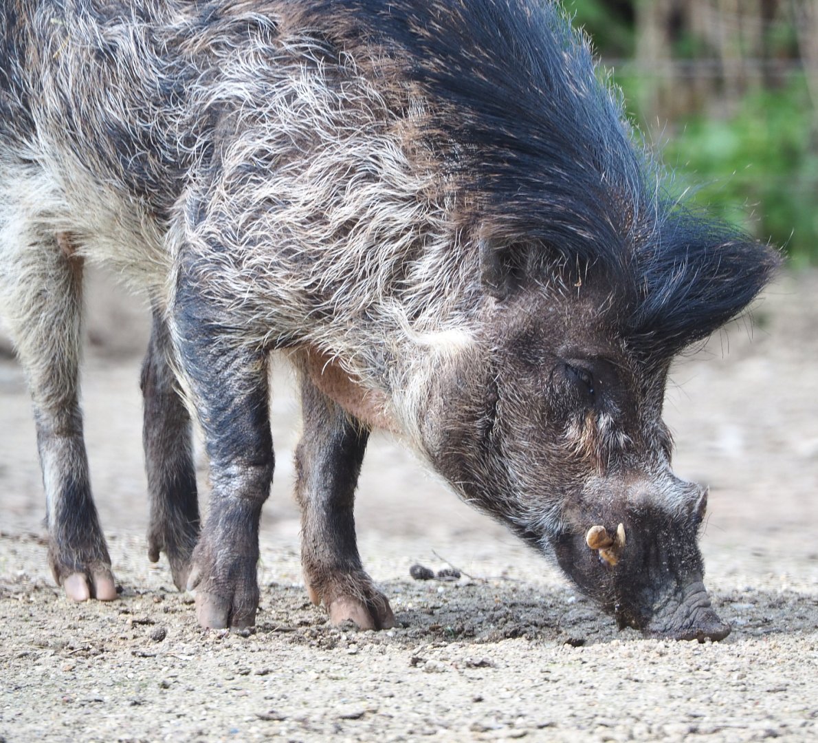 Negros Visayan warty pig (Sus cebifrons negrinus), 2021-04-20