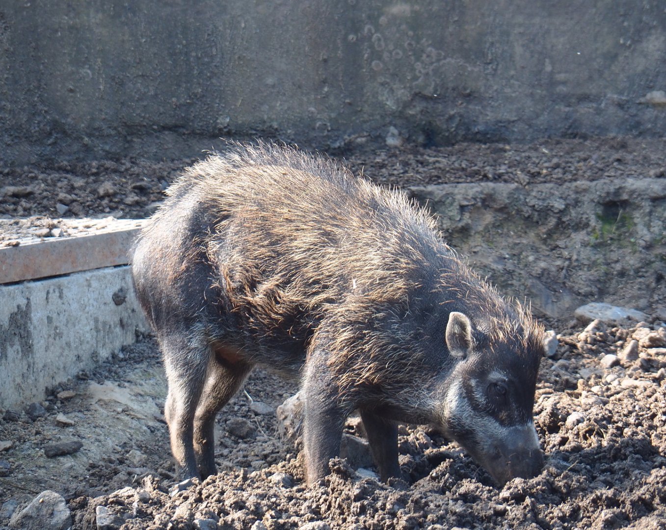 Negros Visayan warty pig (Sus cebifrons negrinus), 2021-09-02