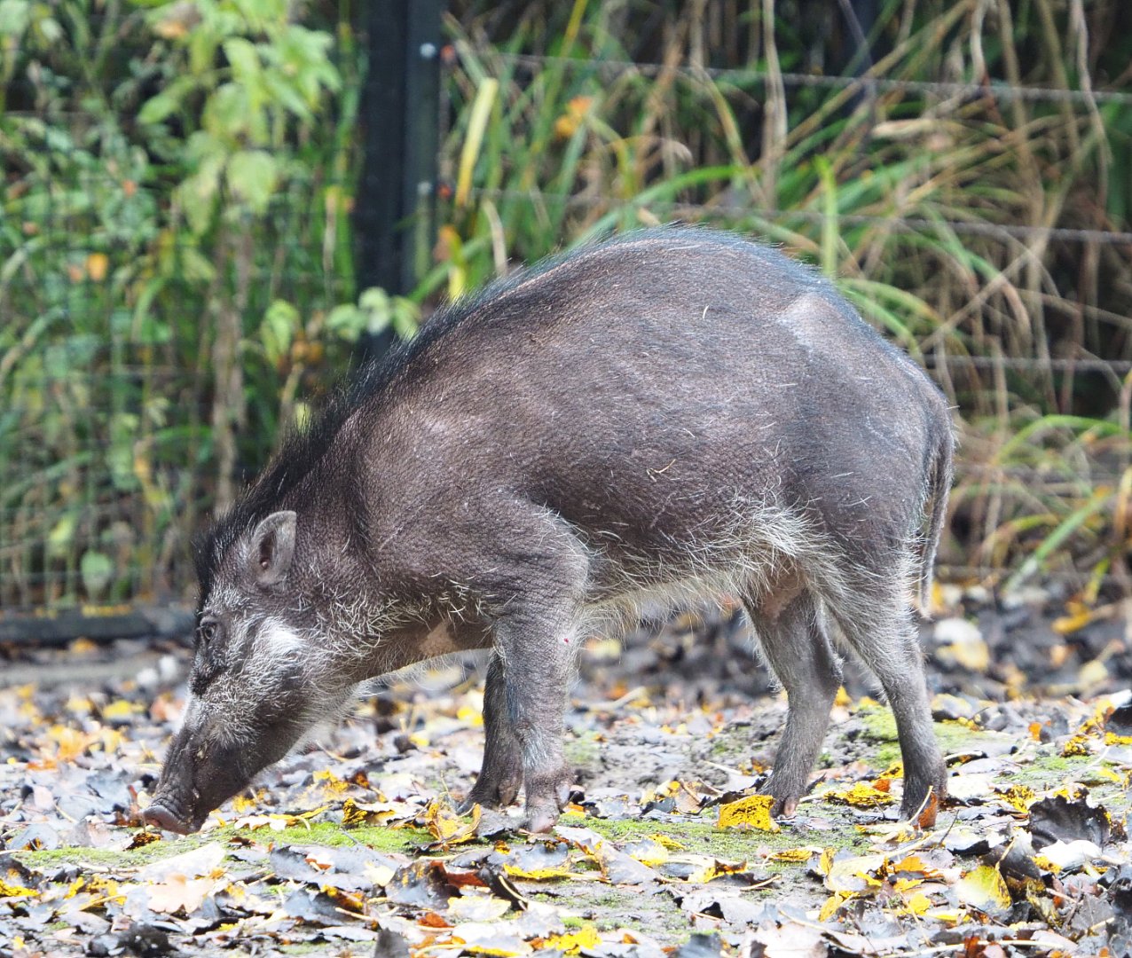 Negros Visayan warty pig (Sus cebifrons negrinus), 2021-11-06