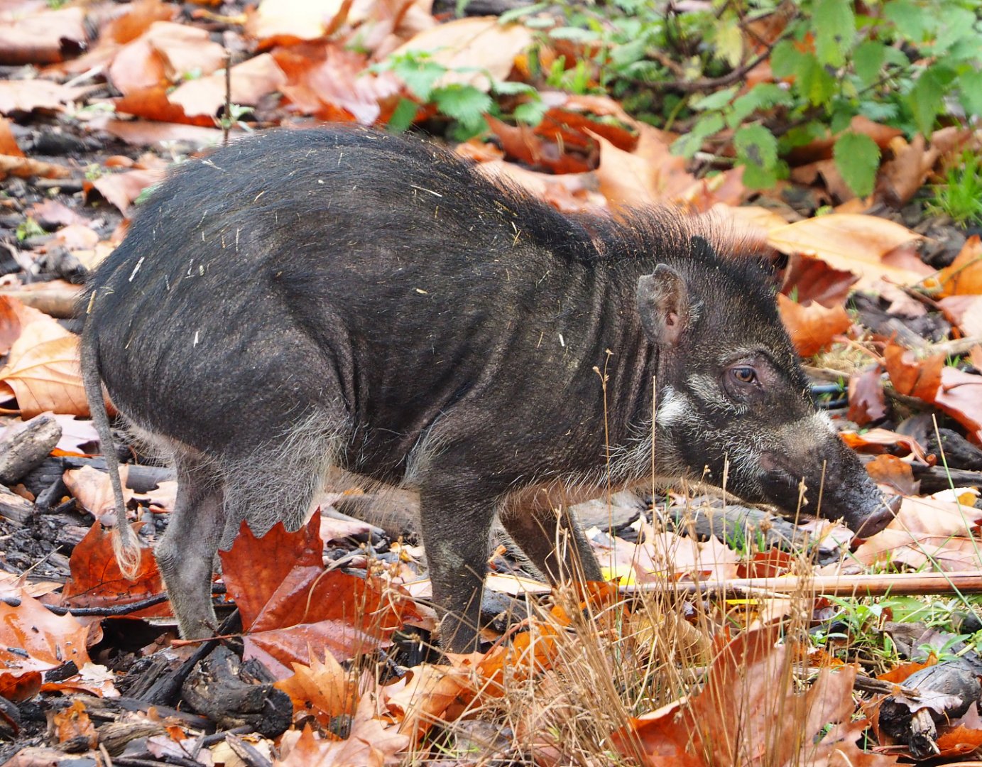 Negros Visayan warty pig (Sus cebifrons negrinus), 2021-11-06