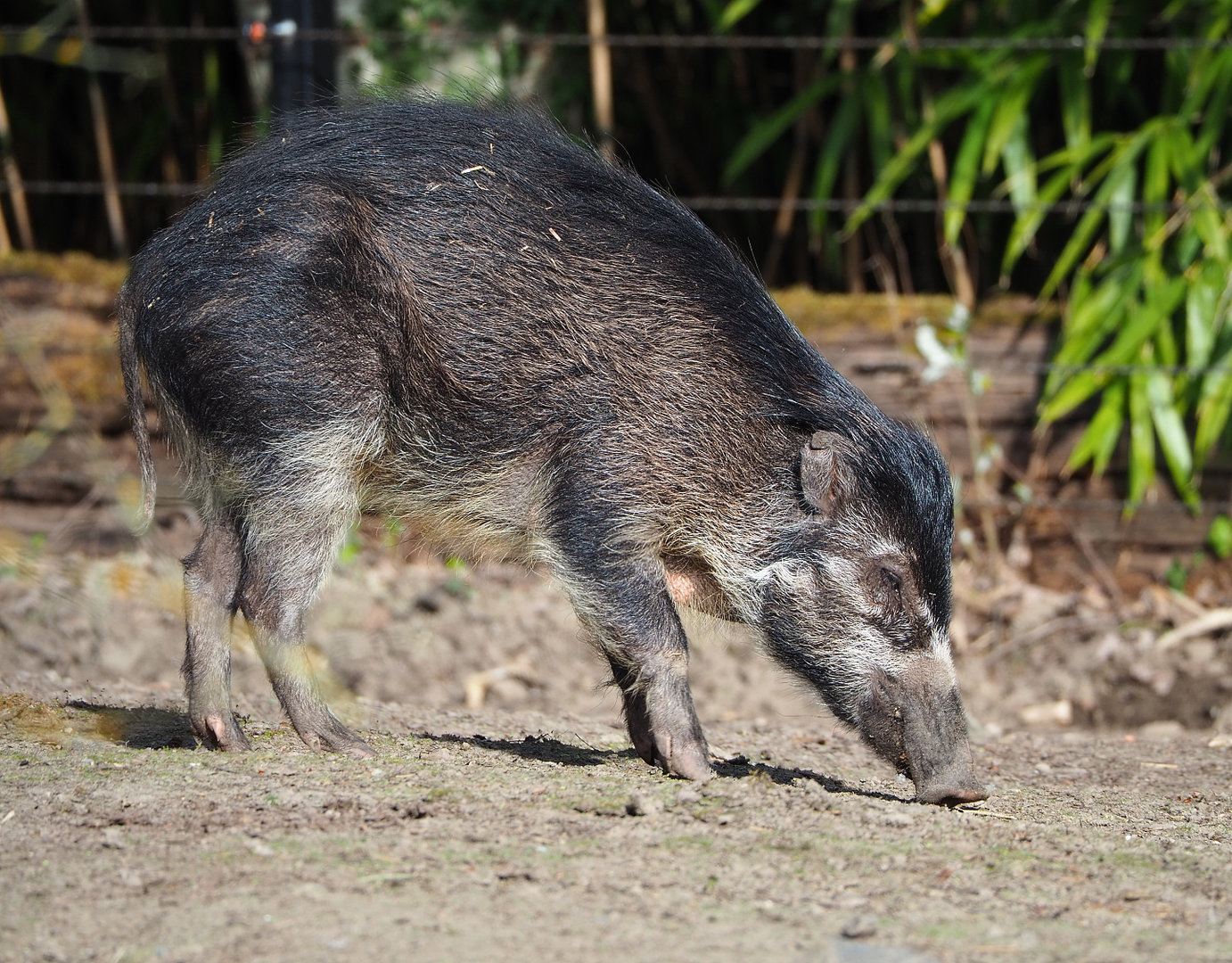 Negros Visayan warty pig (Sus cebifrons negrinus), 2022-04-12
