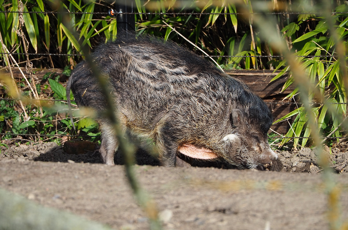 Negros Visayan warty pig (Sus cebifrons negrinus), 2022-04-12