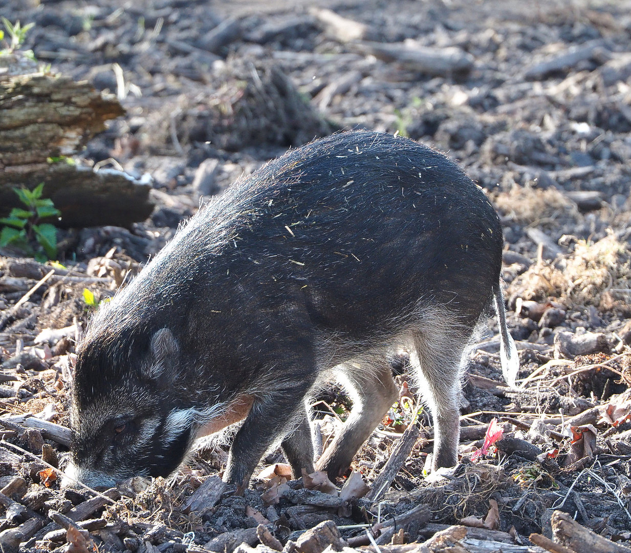 Negros Visayan warty pig (Sus cebifrons negrinus), 2022-04-12