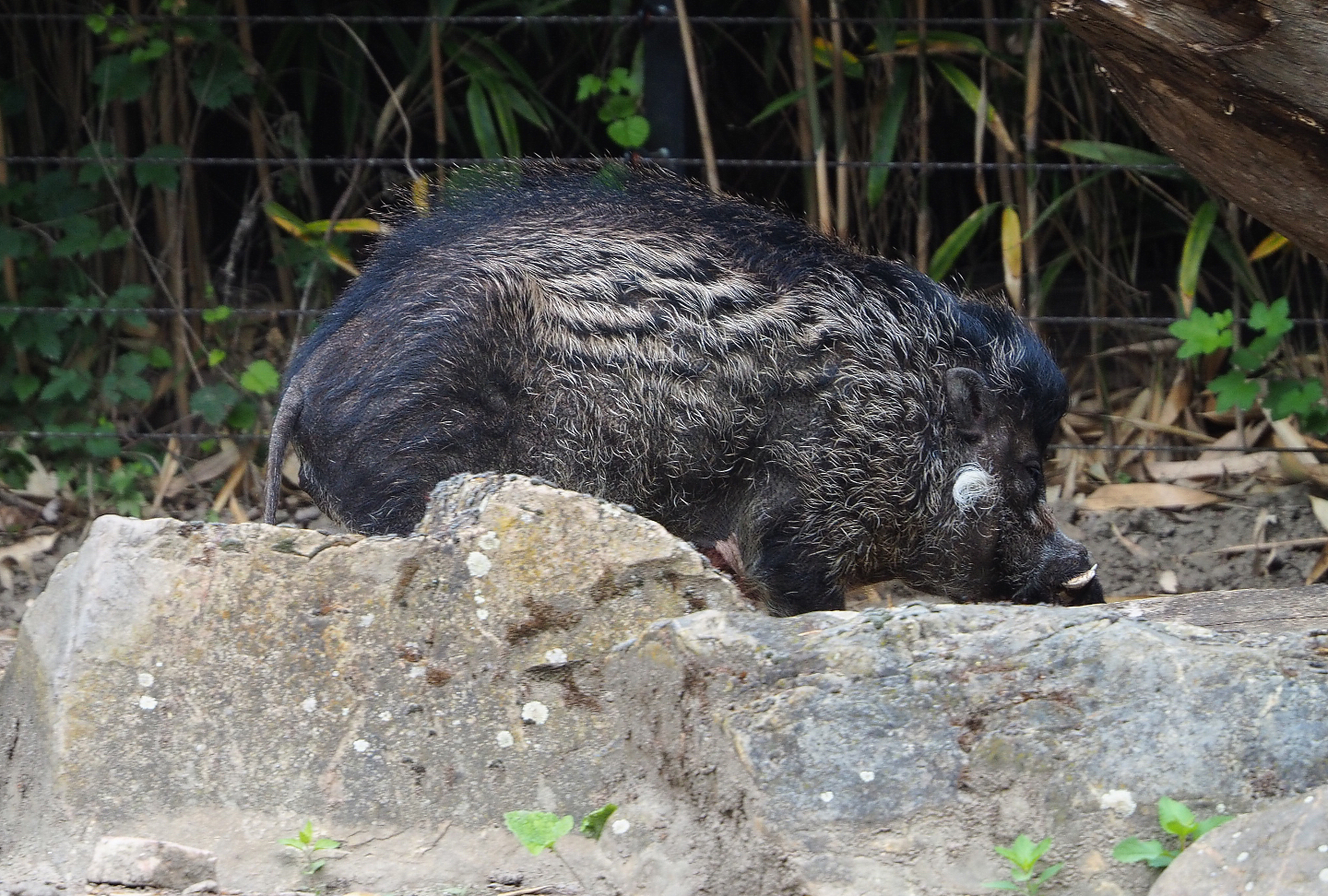 Negros Visayan warty pig (Sus cebifrons negrinus), 2022-05-28