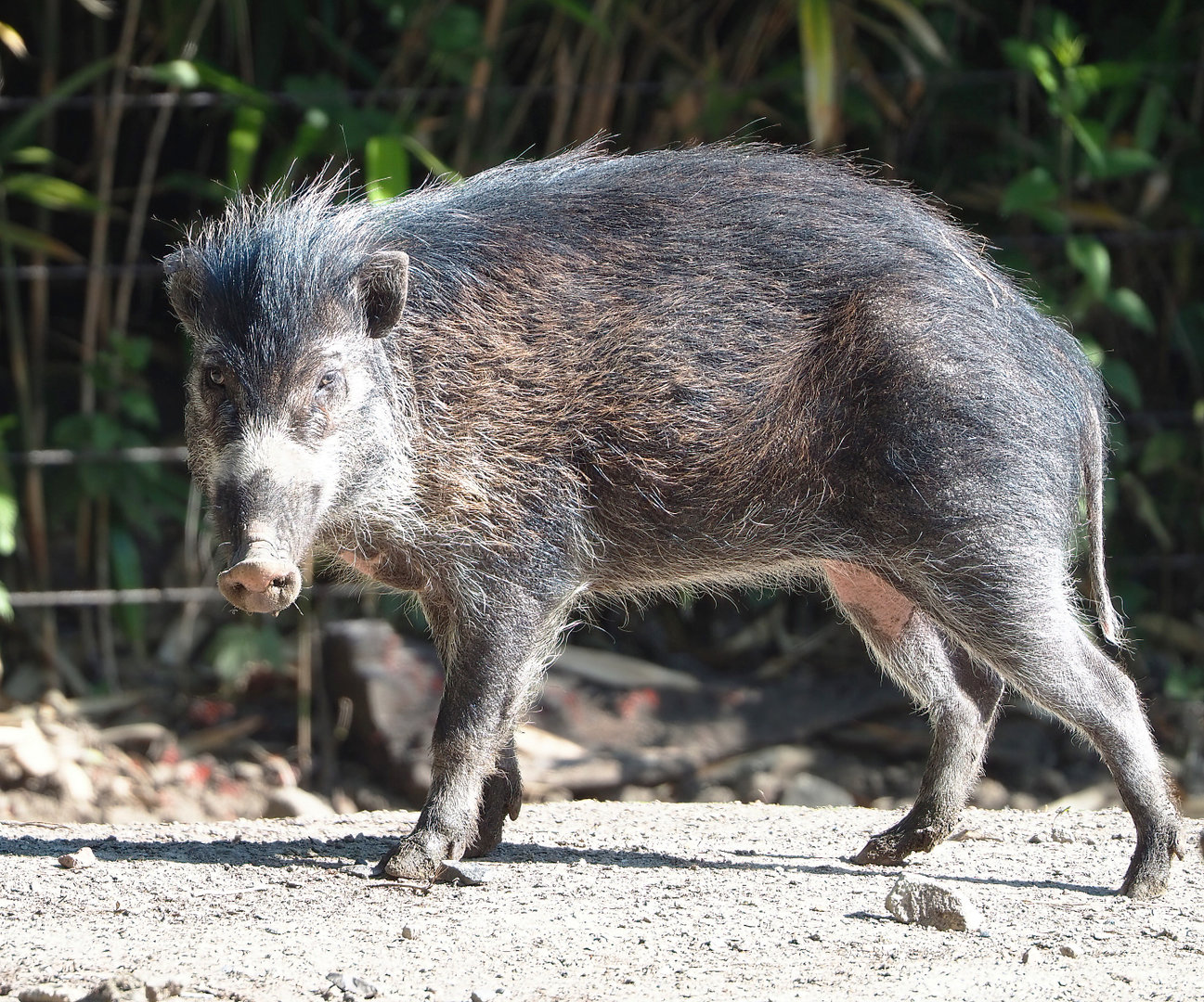Negros Visayan warty pig (Sus cebifrons negrinus), 2022-06-15