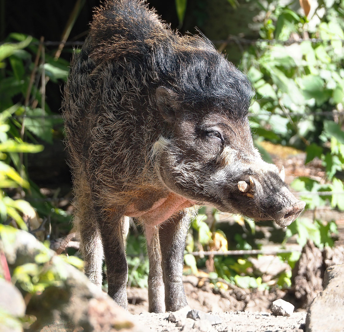 Negros Visayan warty pig (Sus cebifrons negrinus), 2022-06-15