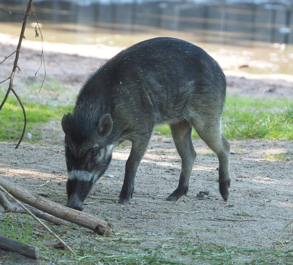 Negros Visayan warty pig (Sus cebifrons negrinus), 2022-06-15