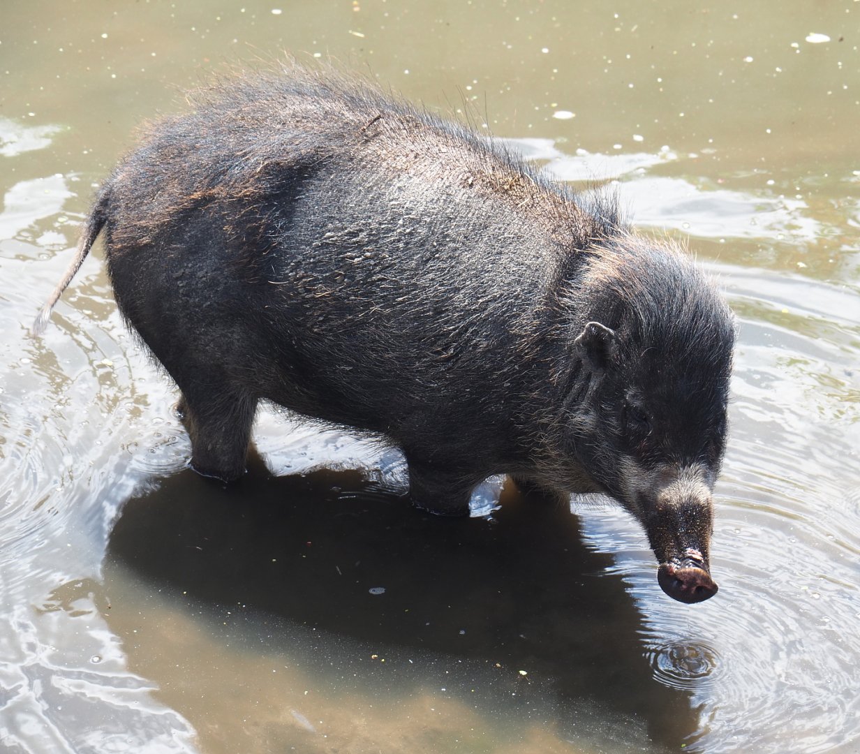 Negros Visayan warty pig (Sus cebifrons negrinus), 2022-06-28