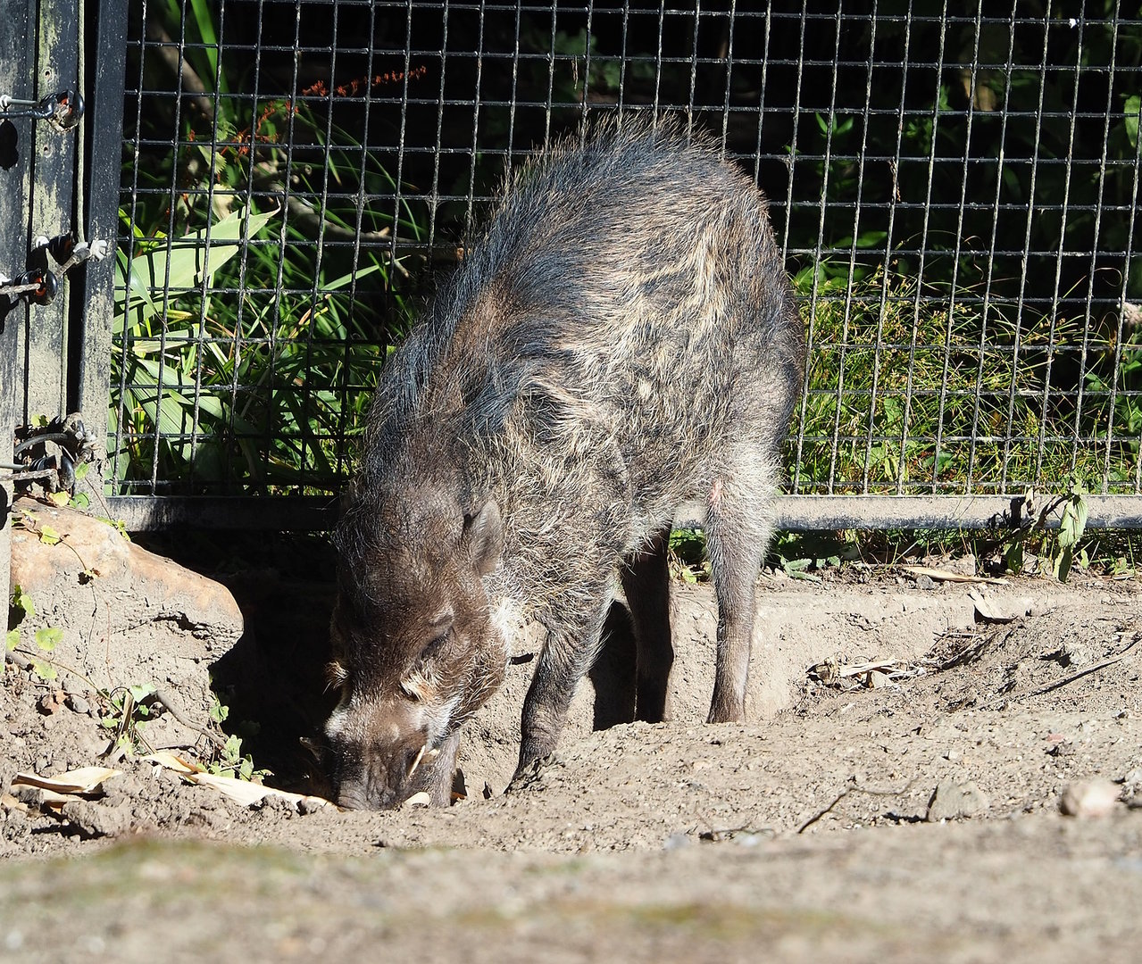 Negros Visayan warty pig (Sus cebifrons negrinus), 2022-08-07
