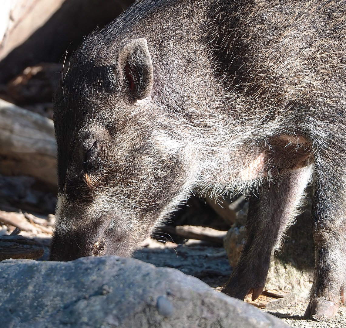 Negros Visayan warty pig (Sus cebifrons negrinus), 2022-08-07