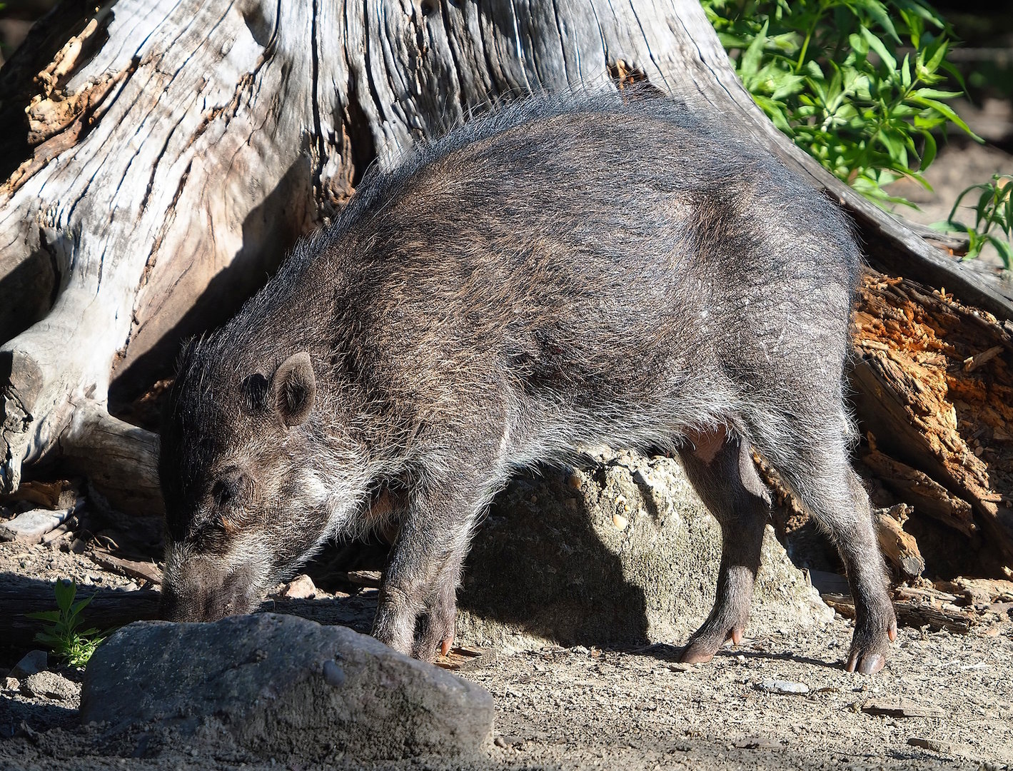Negros Visayan warty pig (Sus cebifrons negrinus), 2022-08-07