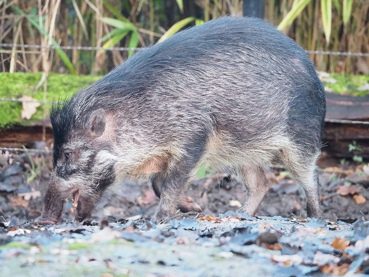 Negros Visayan warty pig (Sus cebifrons negrinus), 2022-12-27