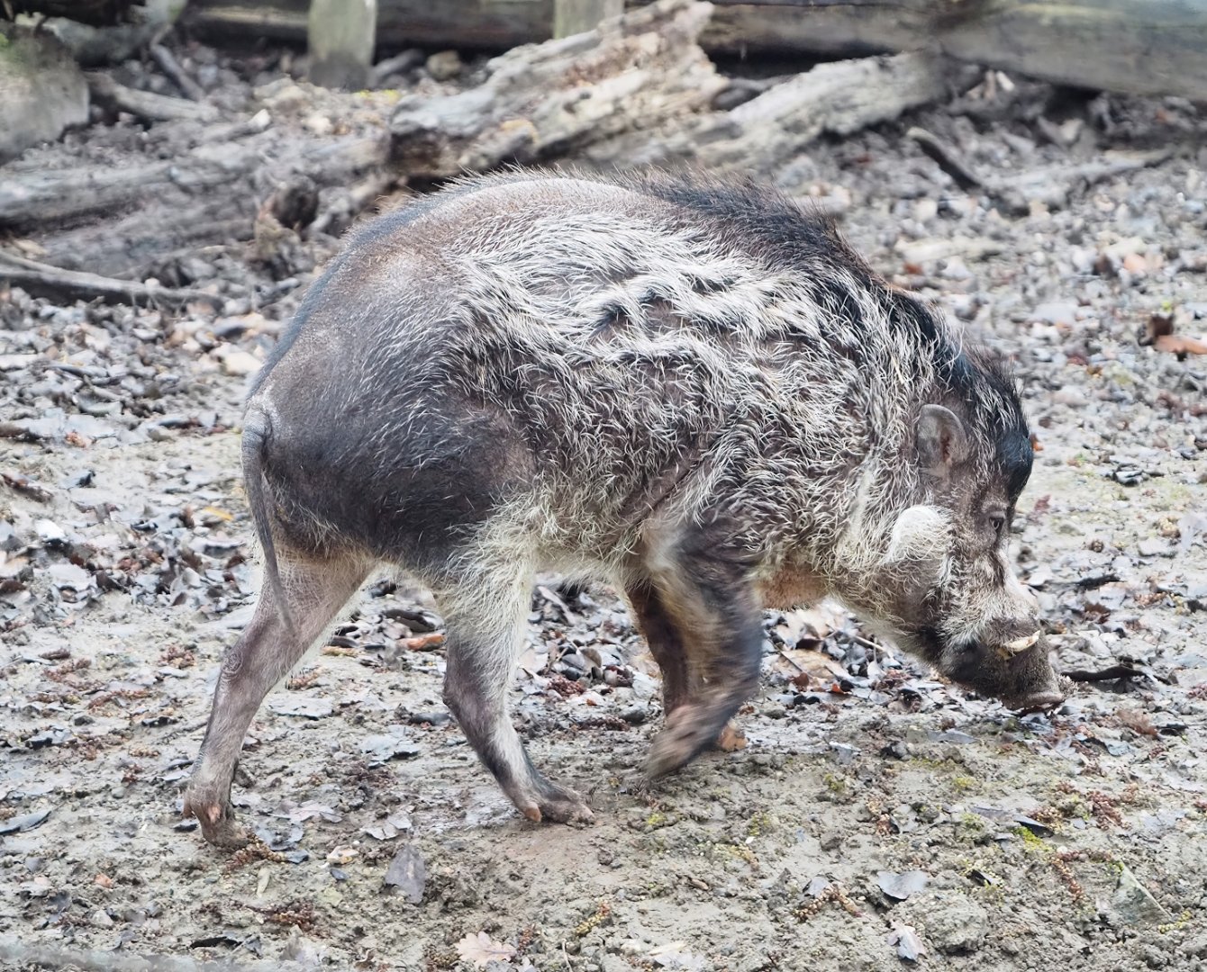 Negros Visayan warty pig (Sus cebifrons negrinus), 2023-02-19