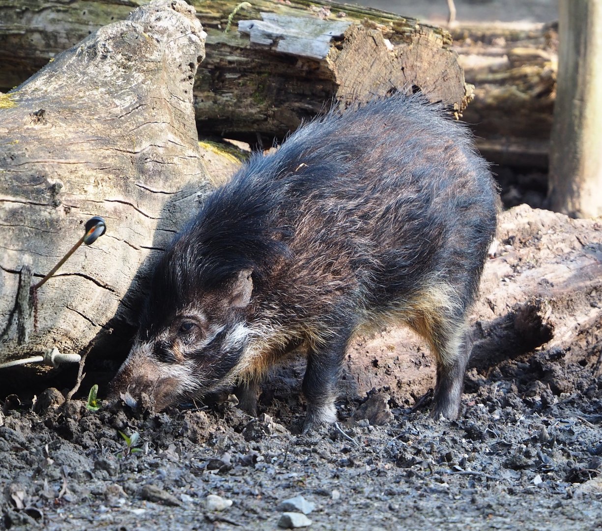 Negros Visayan warty pig (Sus cebifrons negrinus), 2023-04-18