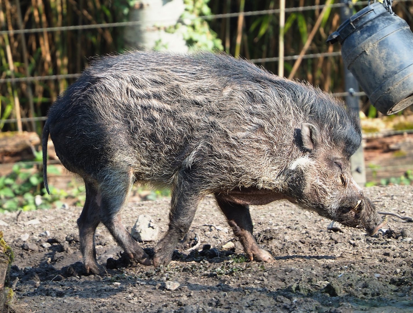 Negros Visayan warty pig (Sus cebifrons negrinus), 2023-04-18