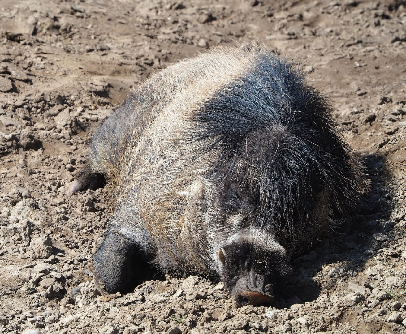 Negros Visayan warty pig (Sus cebifrons negrinus), 2023-04-30