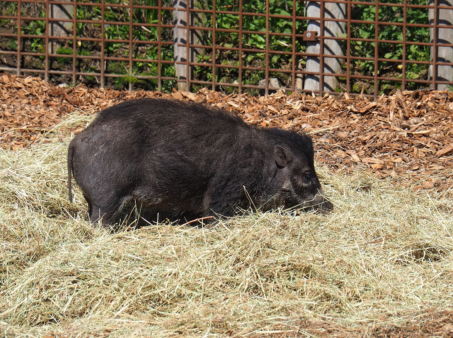 Negros Visayan warty pig (Sus cebifrons negrinus), 2023-04-30