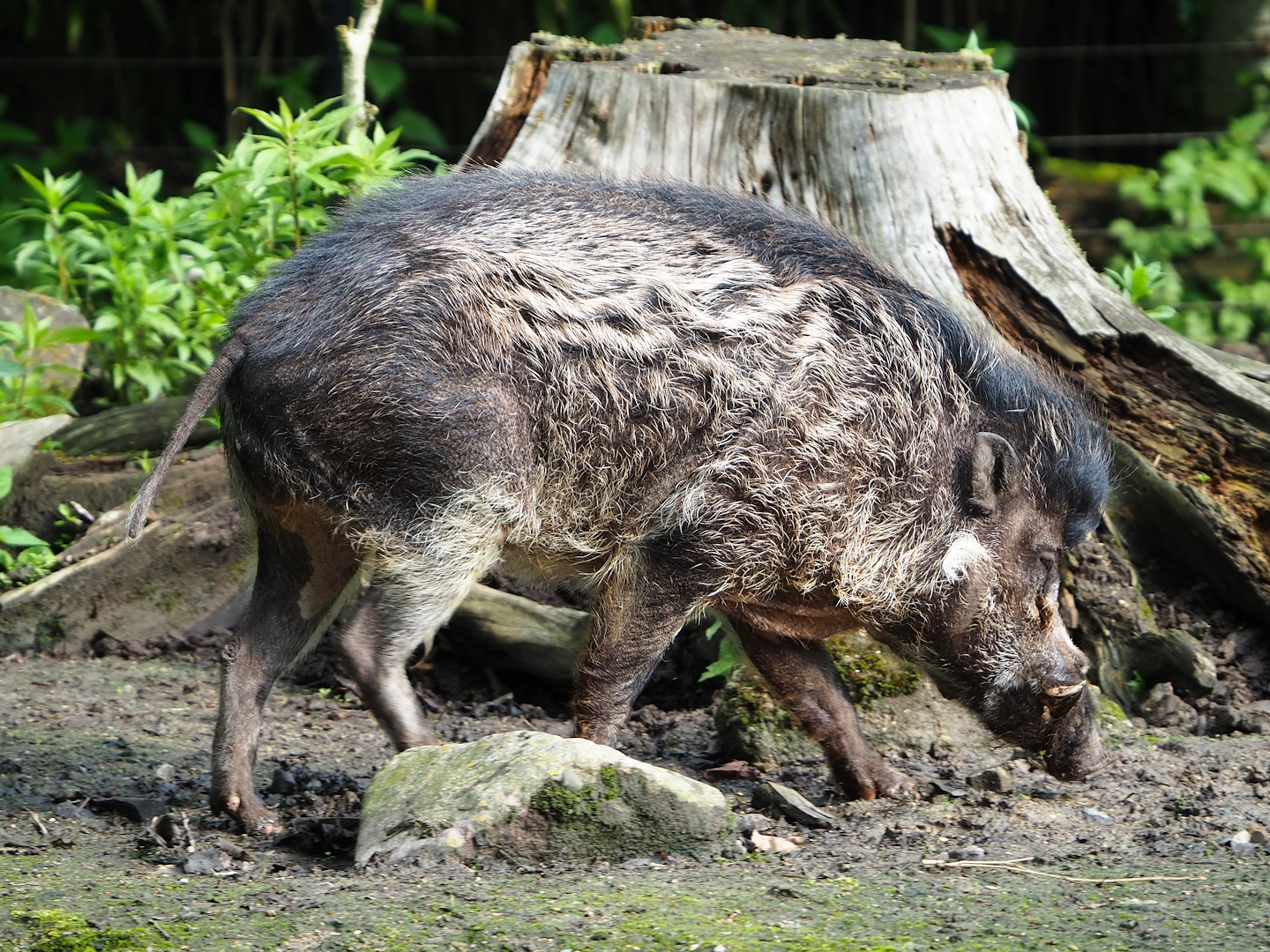 Negros Visayan warty pig (Sus cebifrons negrinus), 2023-05-13