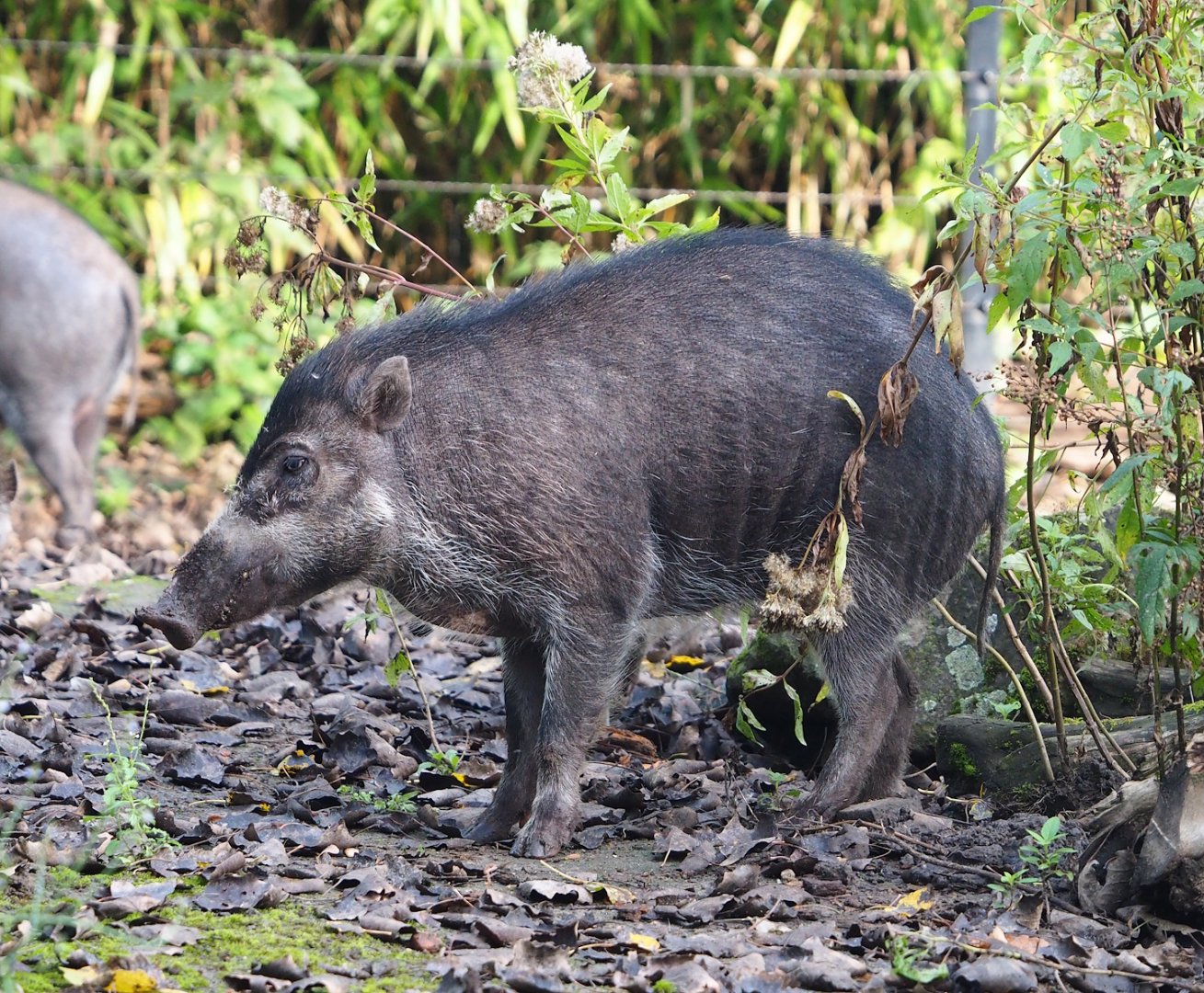 Negros Visayan warty pig (Sus cebifrons negrinus), 2023-09-19