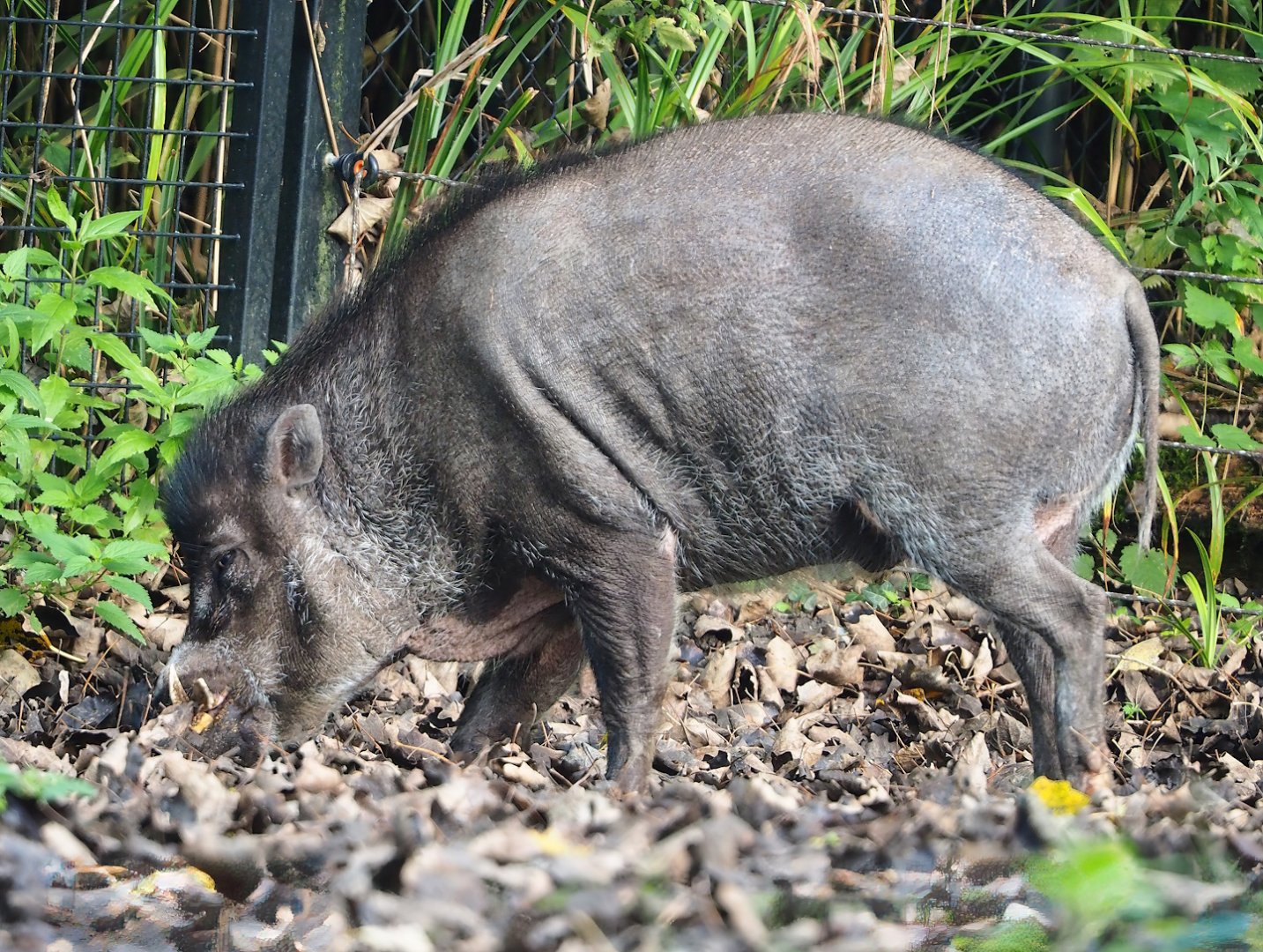 Negros Visayan warty pig (Sus cebifrons negrinus), 2023-09-19