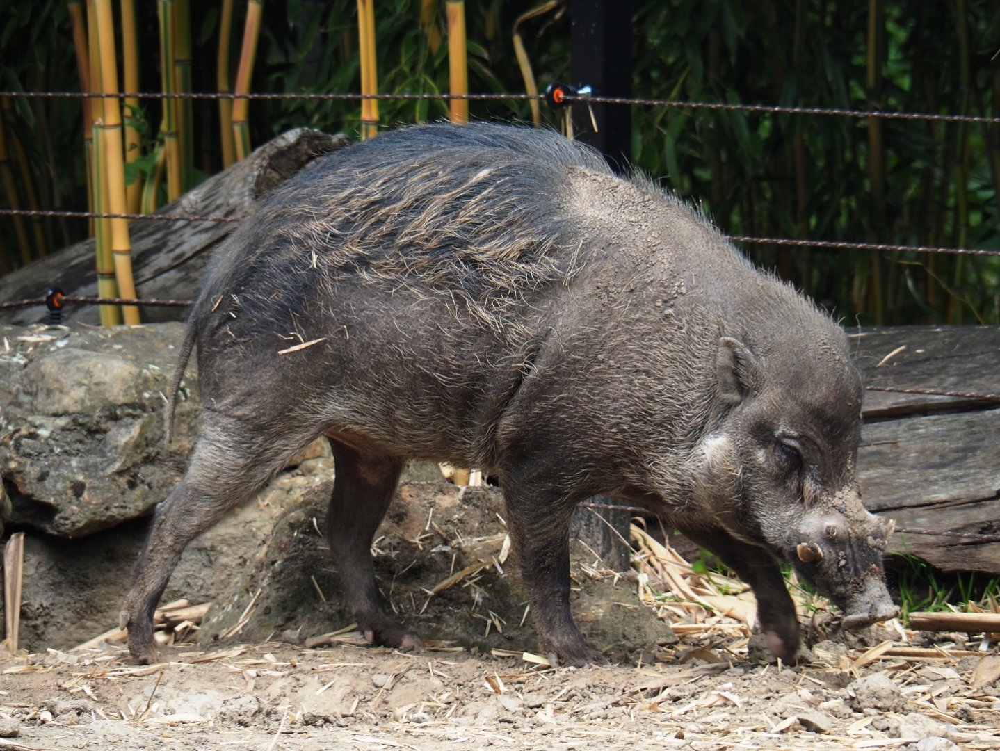 Negros VIsayan warty pig (Sus cebifrons negrinus) boar, 2019-06-26